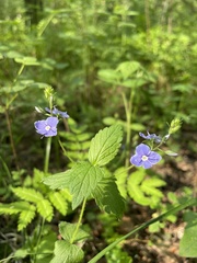 Veronica chamaedrys