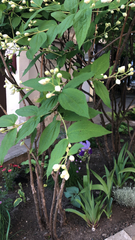 Philadelphus coronarius