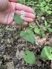 Maianthemum bifolium