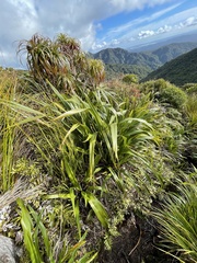 Phormium cookianum hookeri