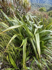Phormium cookianum hookeri