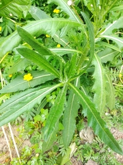 Sonchus arvensis