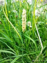 Alopecurus pratensis