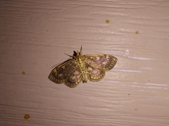 Anania coronata