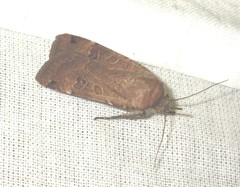 Noctua orbona