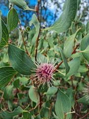 Hakea petiolaris