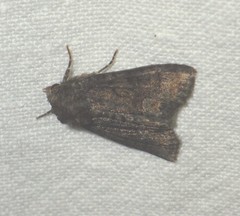 Oligia latruncula