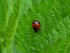Harmonia axyridis