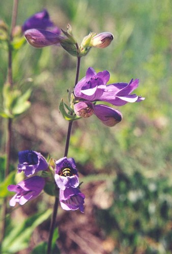 Penstemon glandulosus var. glandulosus