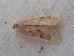 Parapoynx stratiotata