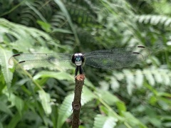 Agrionoptera insignis