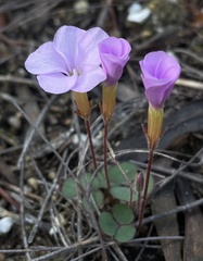 Oxalis eckloniana-nidulans