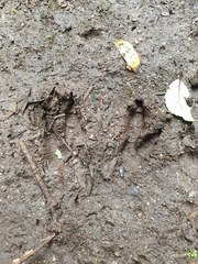 Notamacropus eugenii