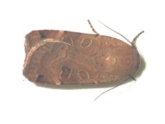 Noctua orbona