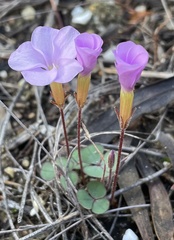 Oxalis eckloniana-nidulans