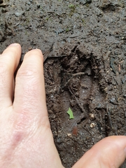 Notamacropus eugenii