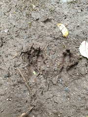 Notamacropus eugenii