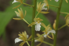 Oreorchis patens