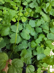 Thalictrum maritimum