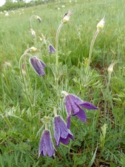 Pulsatilla ambigua