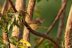 Phylloscopus armandii
