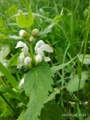 Lamium album