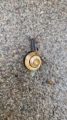Cepaea nemoralis