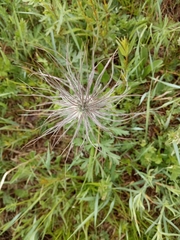Pulsatilla ambigua