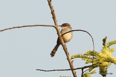 Prinia hodgsonii