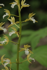 Oreorchis patens