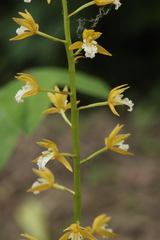 Oreorchis patens