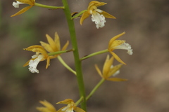 Oreorchis patens