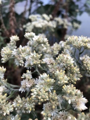 Pseudognaphalium chartaceum