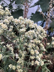 Pseudognaphalium chartaceum