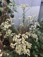 Pseudognaphalium chartaceum