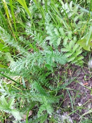 Achillea millefolium