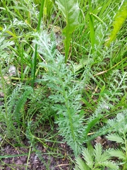 Achillea millefolium