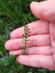 Achillea millefolium