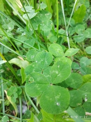 Trifolium repens