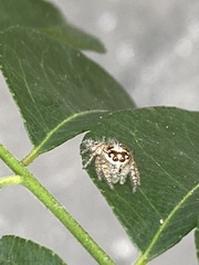 Salticidae