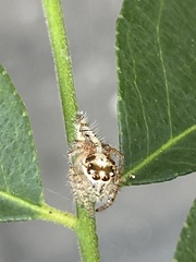 Salticidae