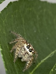 Salticidae