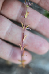 Micromeria graeca
