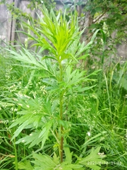 Artemisia vulgaris