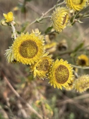 Helichrysum foetidum
