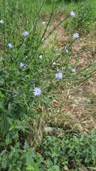 Cichorium intybus