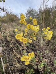 Helichrysum foetidum