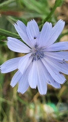 Cichorium intybus