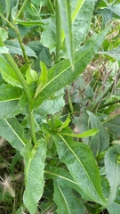 Cichorium intybus
