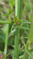 Cichorium intybus